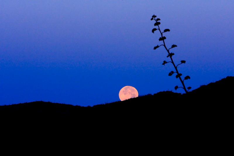 Wild Arizona video Wild Arizona video